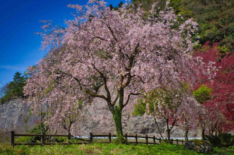 龍ヶ鼻ダムの桜