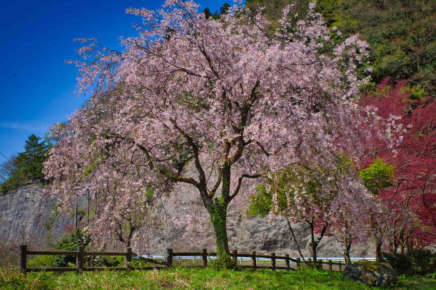 龍ヶ鼻ダムの桜
