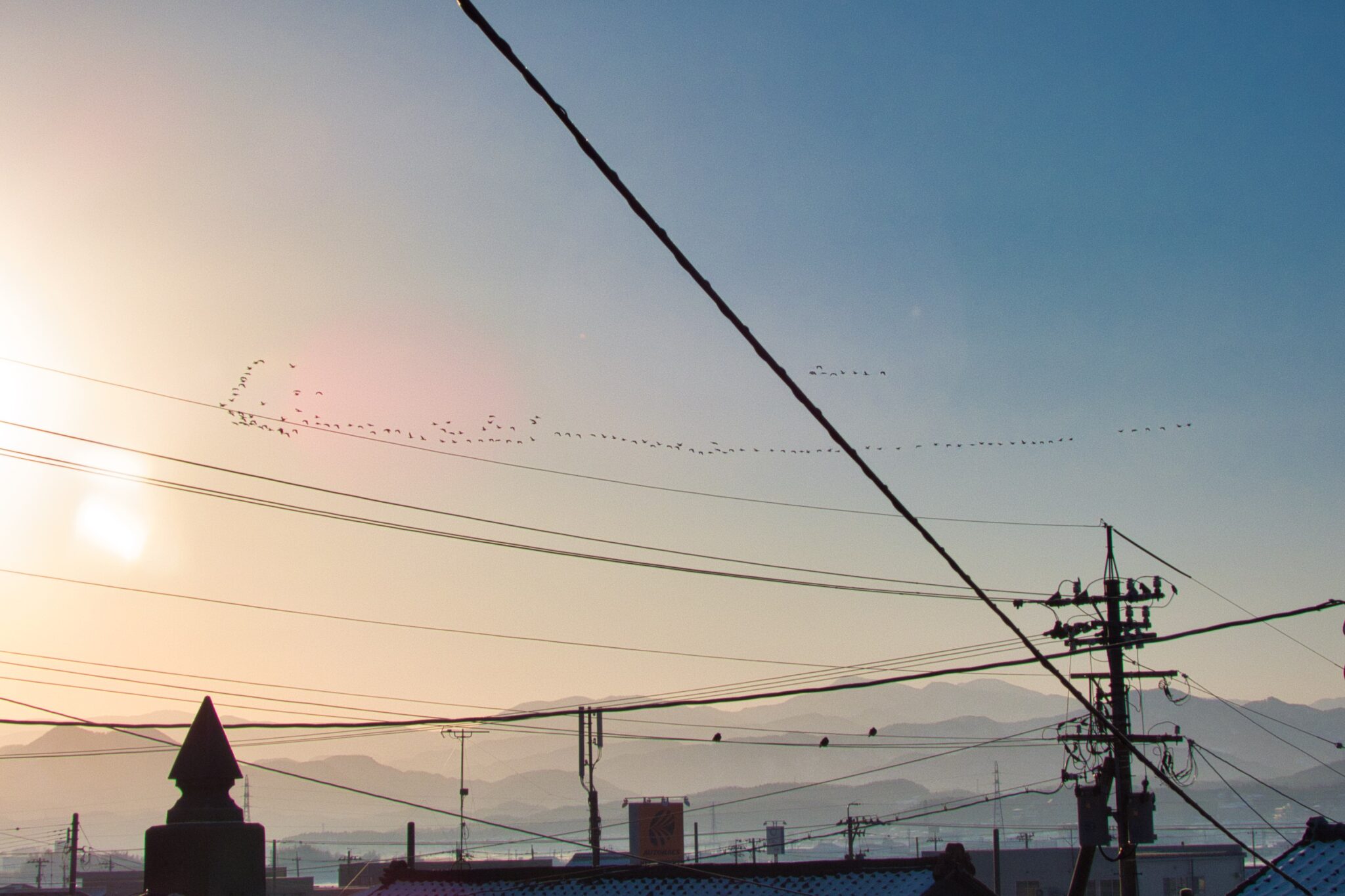 早朝の渡鳥の大群の風景