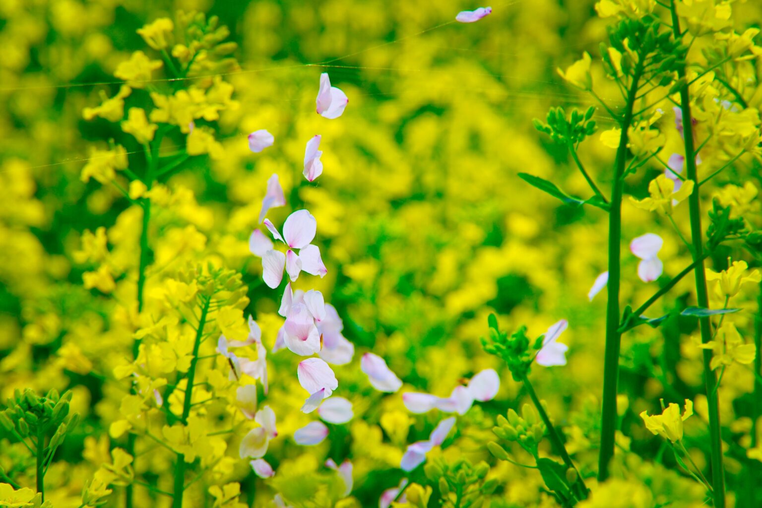 蜘蛛の巣に桜の花びら