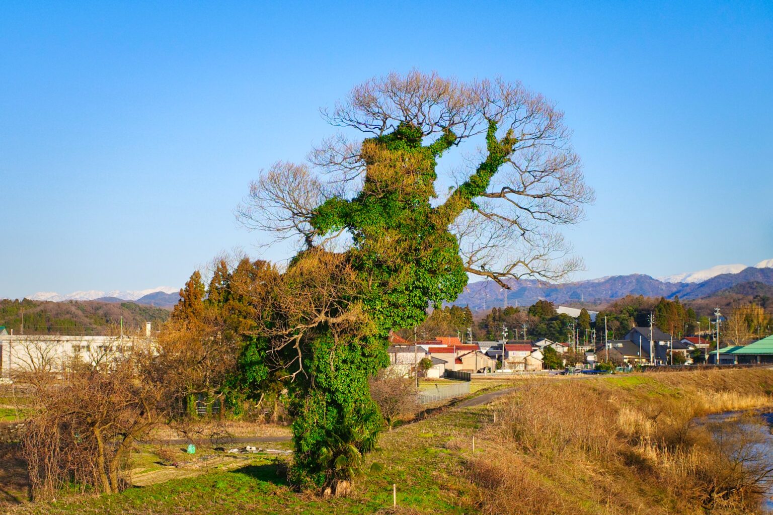 踊っているように見える木