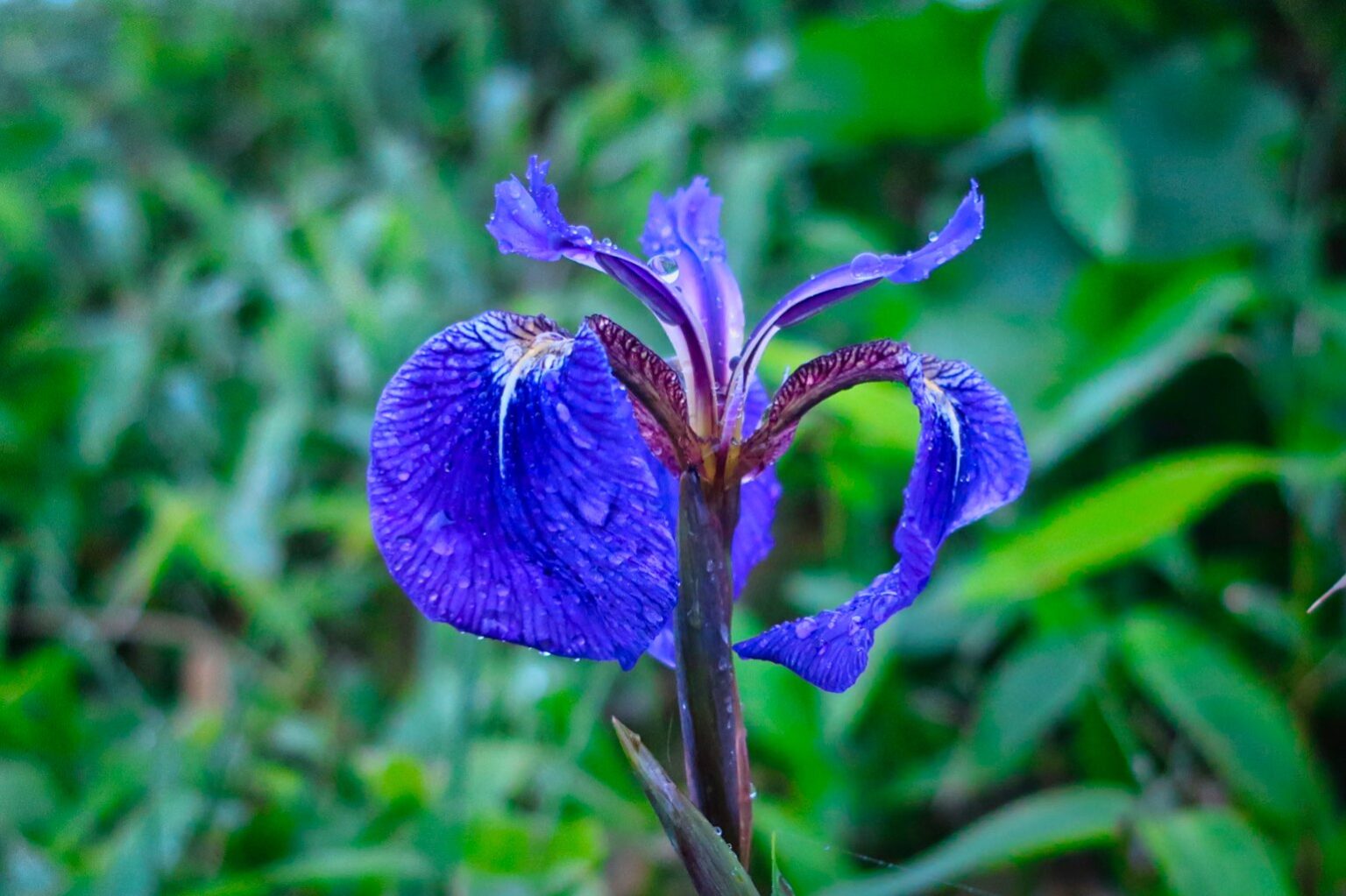 アヤメ（Iris sanguinea）
