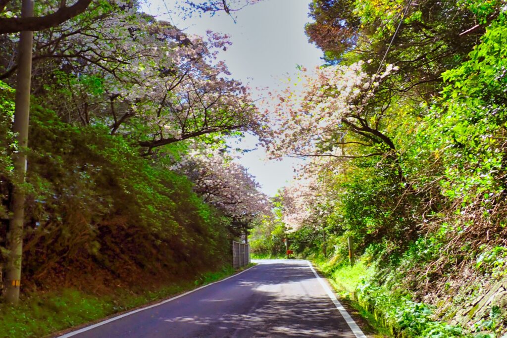 大島桜