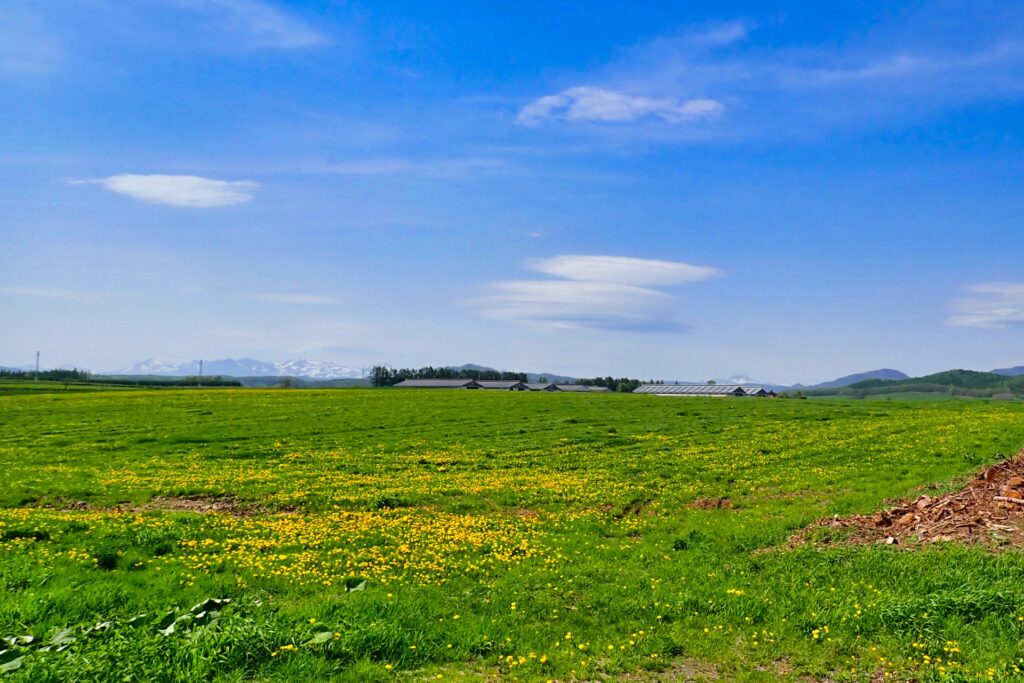 綺麗な牧草地