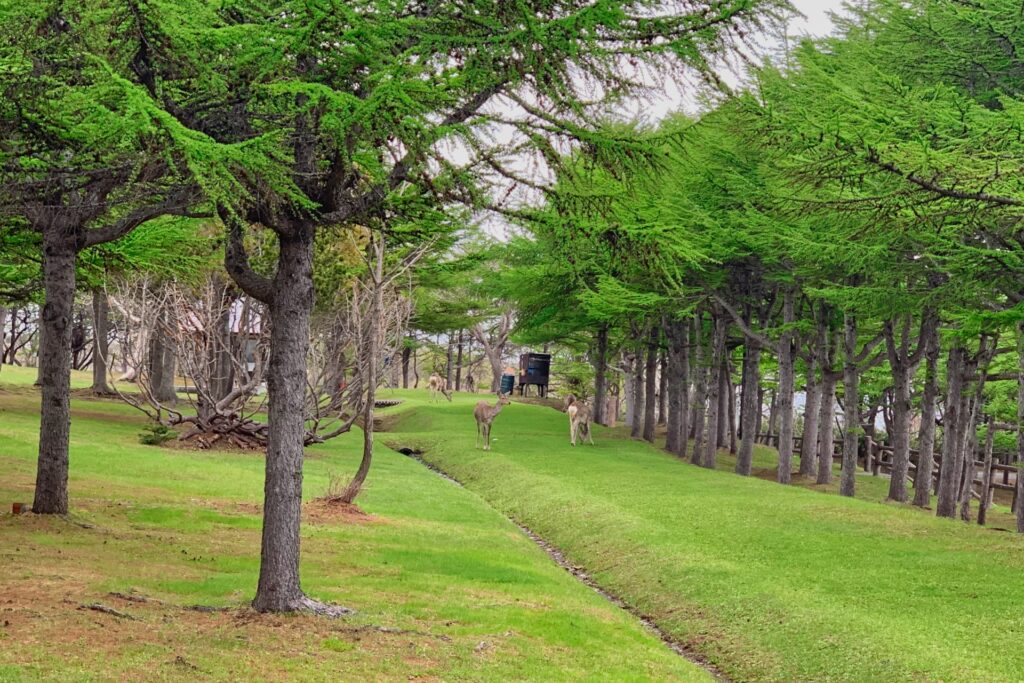 稚内森林公園キャンプ場