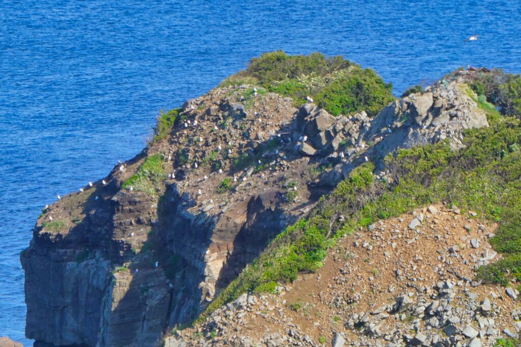 鹿島ウミネコまつり